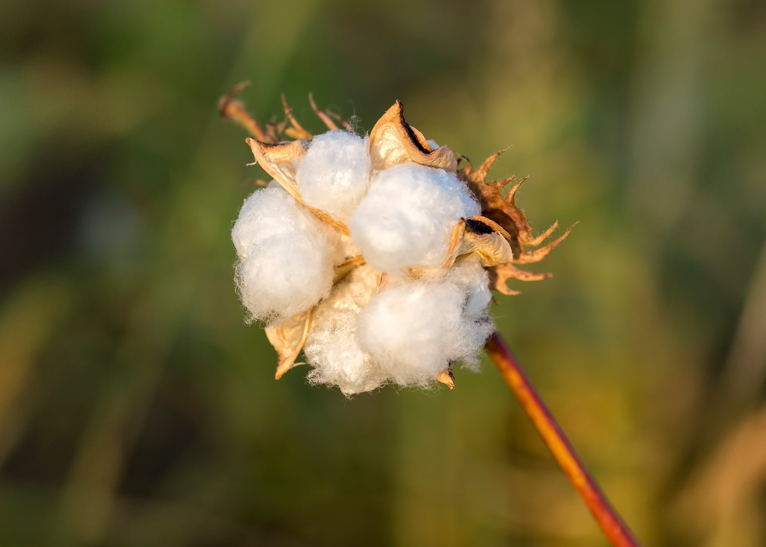 The Journey of Cotton - A Story of Connection - The Ei8ht